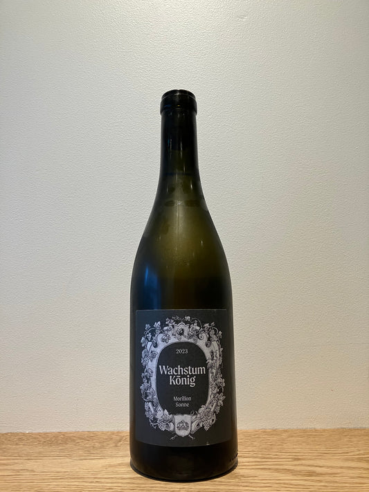 Wachstum König Morillon Sonne 2023 / ヴァクストゥム・クーニヒ モリヨン・ゾンネ